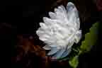 double bloodroot